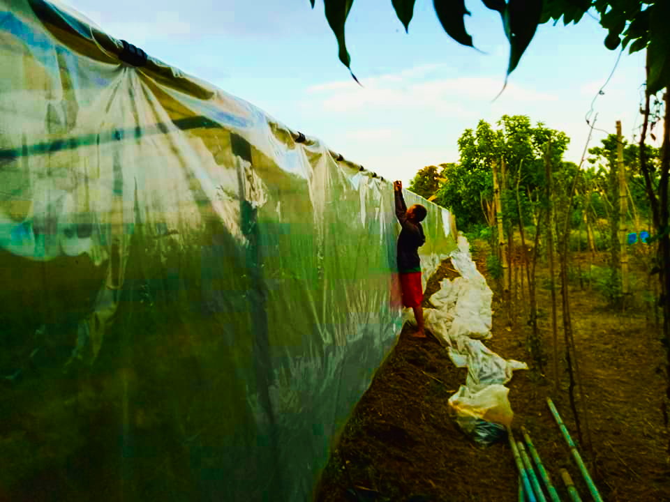 Installation of clear plastic film with PVC snap clips at the ECOSUS Greenhouse at the Mangarita Organic Farm in Capas, Tarlac.