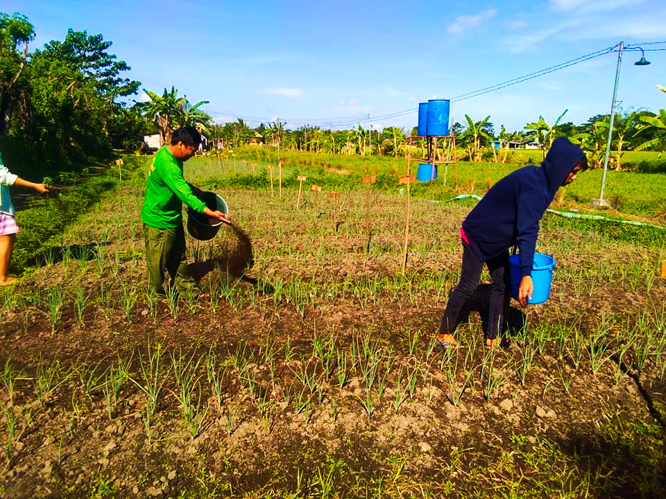 Cultivation of organic onion sans use of harmful agro-chemical inputs, in Mangarita Organic Farm in Capas town, Tarlac.