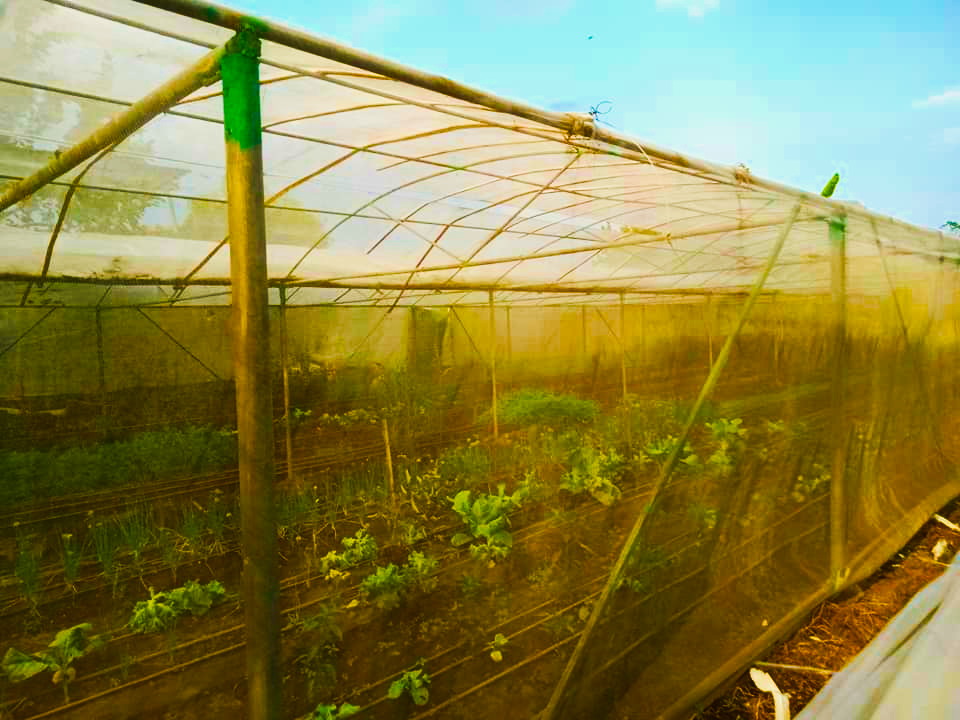 Installation of clear plastic film with PVC snap clips at the ECOSUS Greenhouse at the Mangarita Organic Farm in Capas, Tarlac.