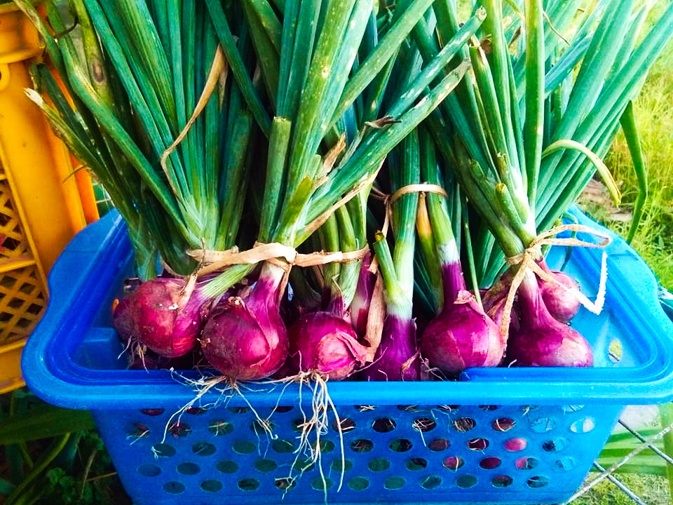 Cultivation of organic onion sans use of harmful agro-chemical inputs, in Mangarita Organic Farm in Capas town, Tarlac.
